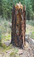 Northern Flicker nest cavity predated by a black bear