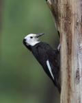 Female White-headed Woodpecker at nest cavity