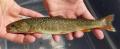 Bull trout at time of release (YN)