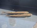 Pair of bull trout rearing (YN)