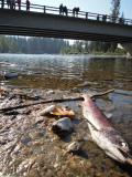 Spawned out sockeye. Above: Children view spawning salmon from bridge overlooking Cle Elum River (October 2012)