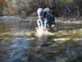 benthic invertebrate sampling in the Twisp River