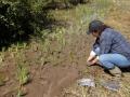 Planting sedge plugs